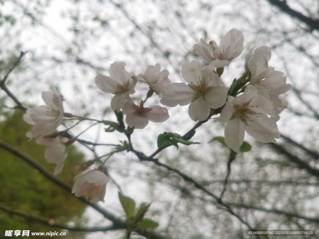 樱花