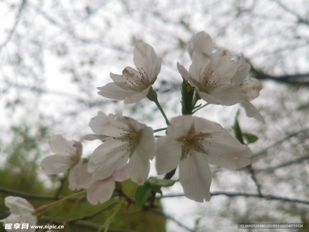 樱花