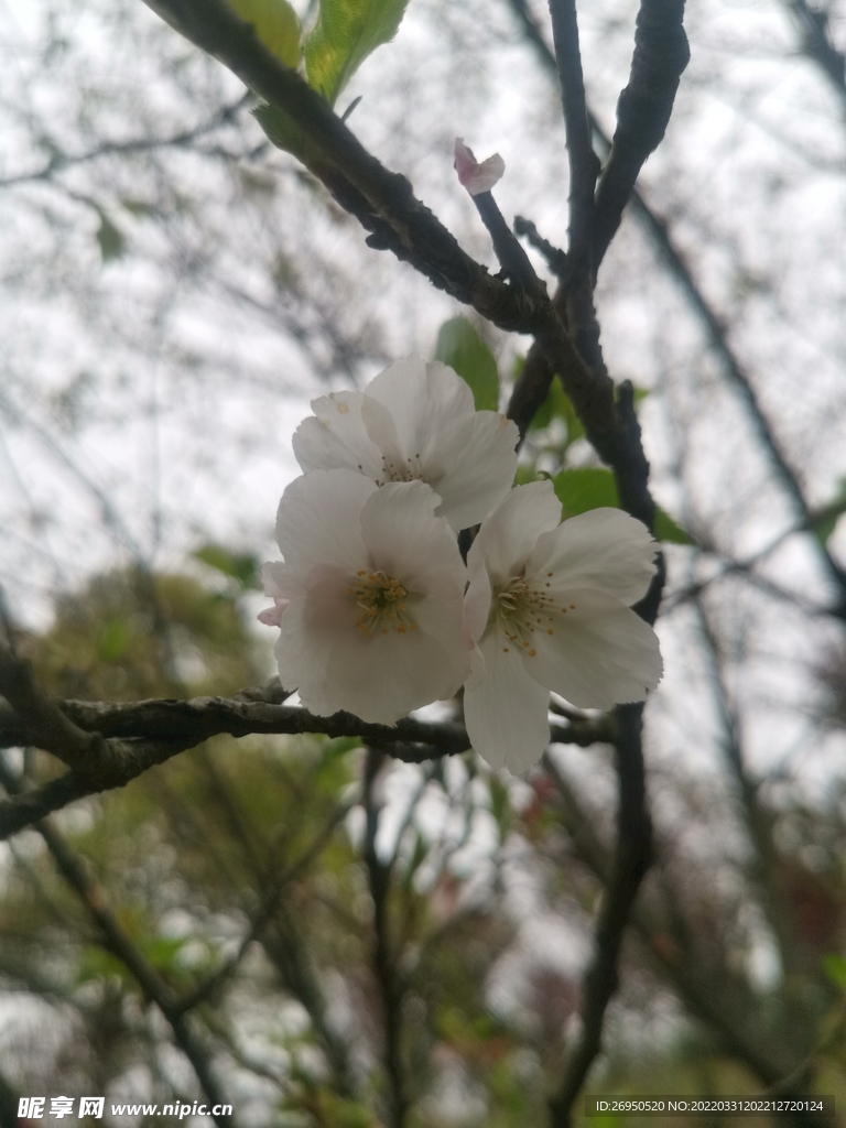 樱花