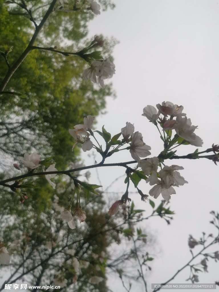 樱花