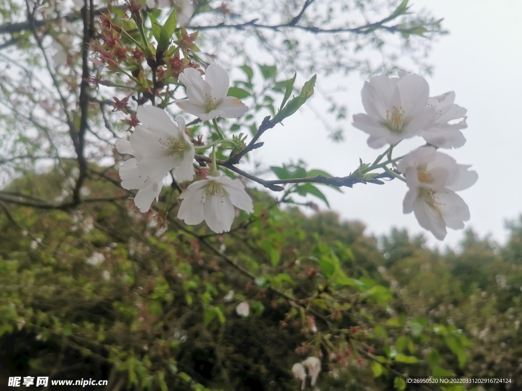 樱花