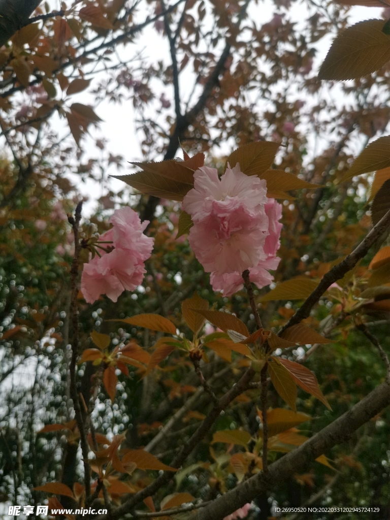 樱花