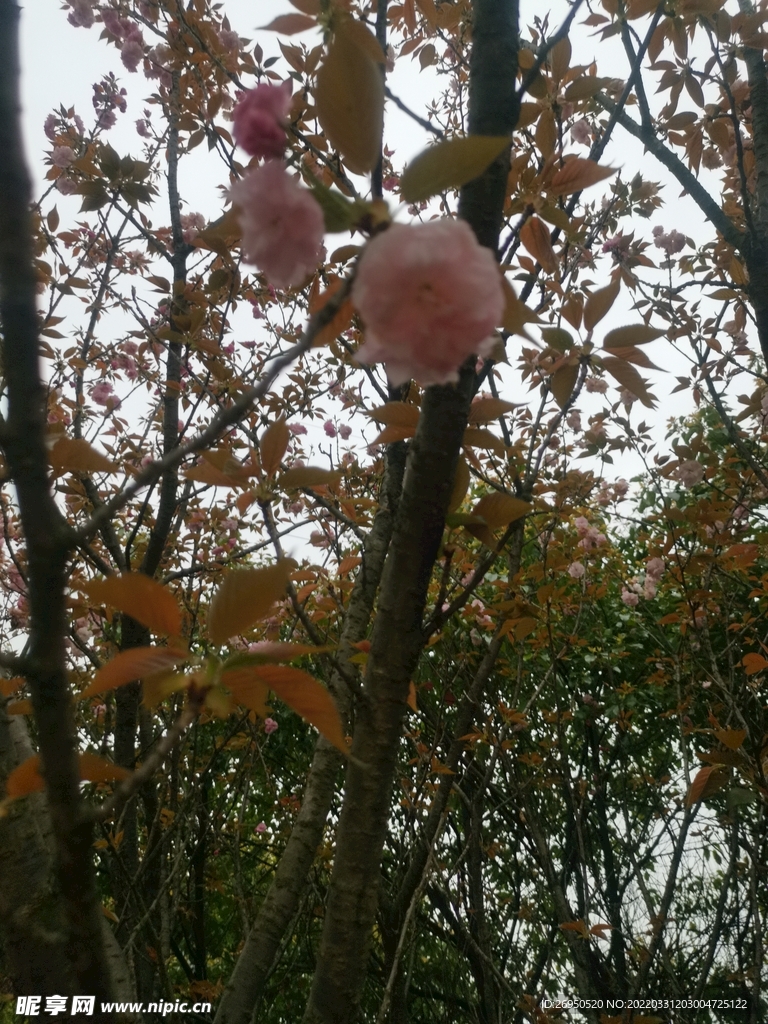樱花