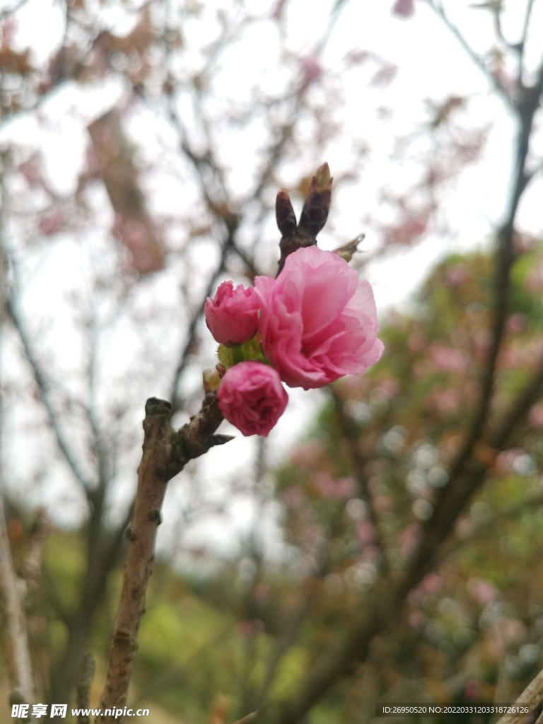 樱花