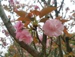 樱花