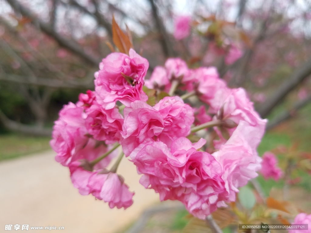樱花