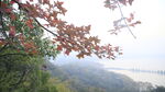 山顶枫叶