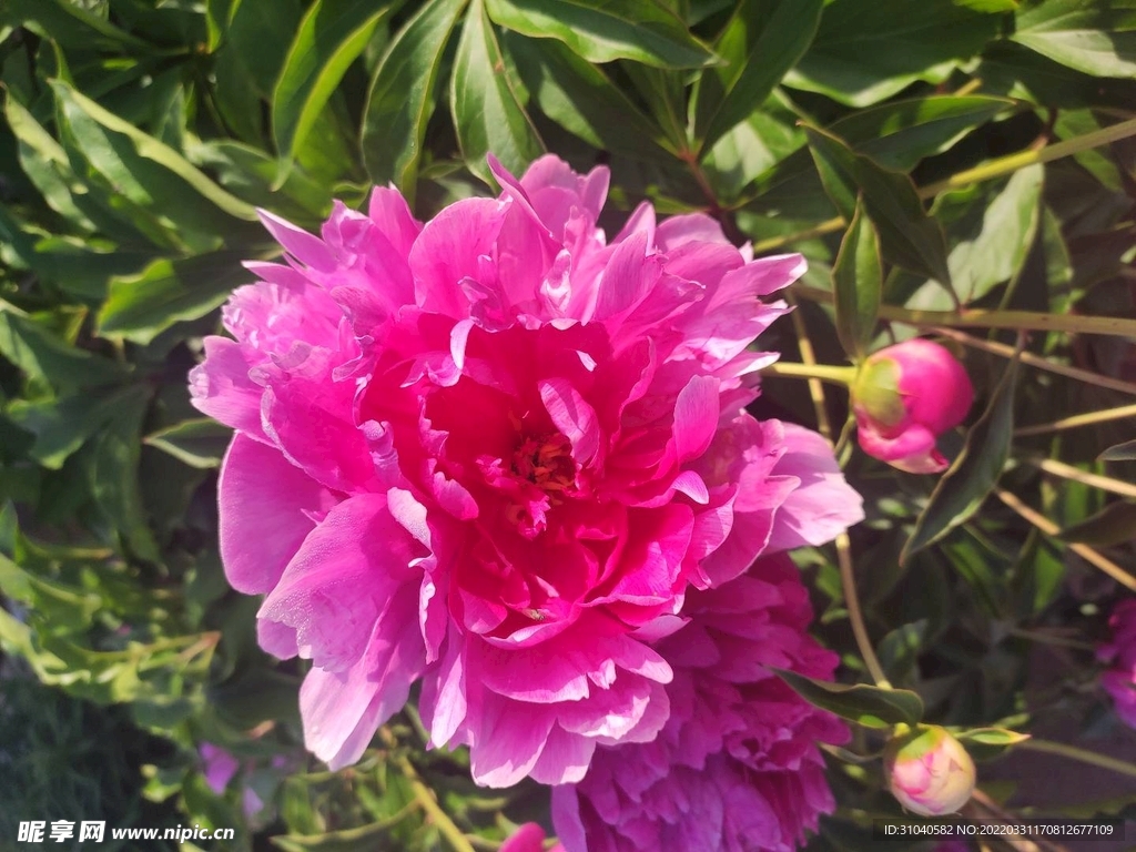 芍药3