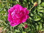 芍药花1
