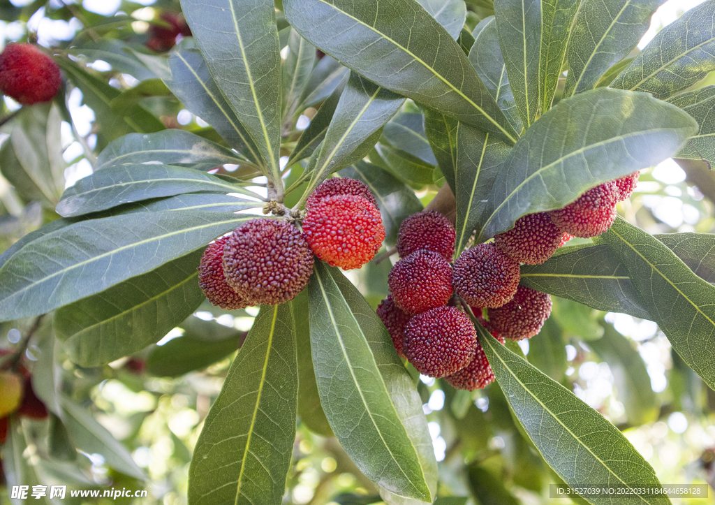 生长的杨梅