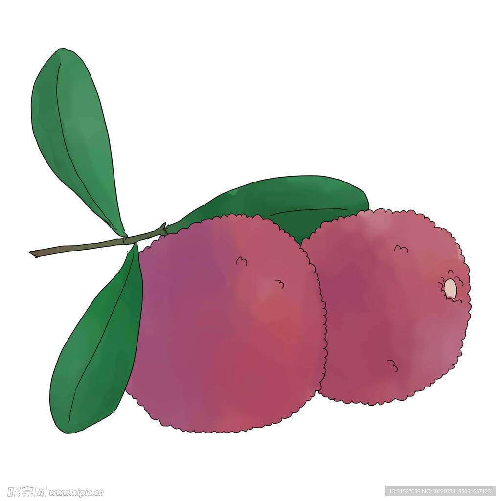 杨梅插画