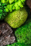 苔藓