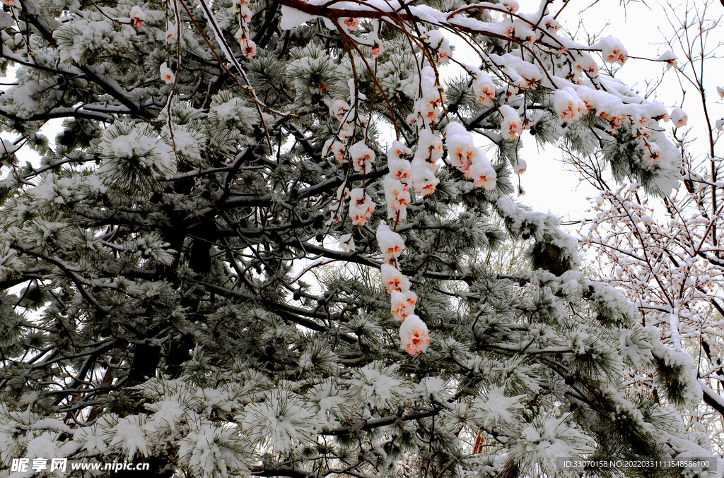 雪松桃花相映衬