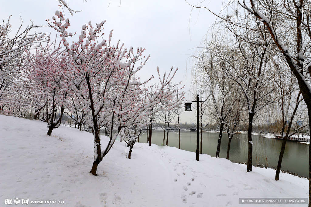 雪中湖畔桃花红