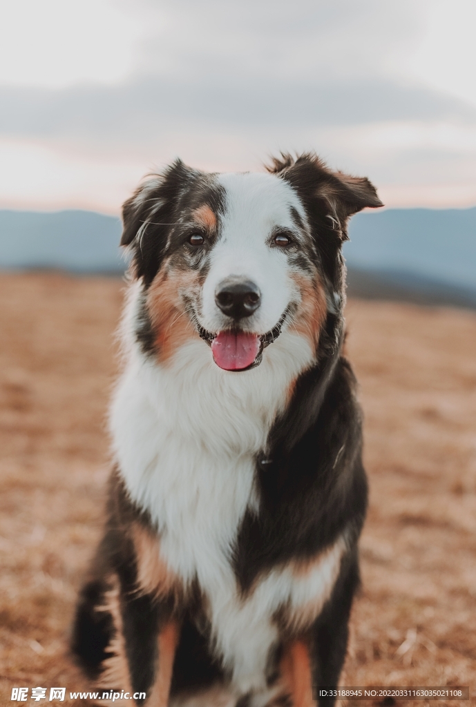狗