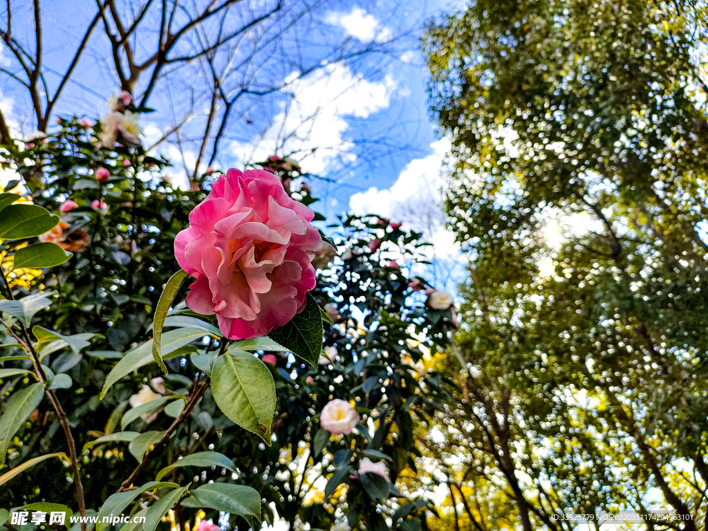 花