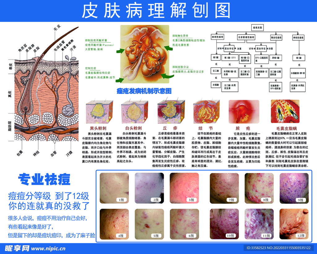 皮肤病理图