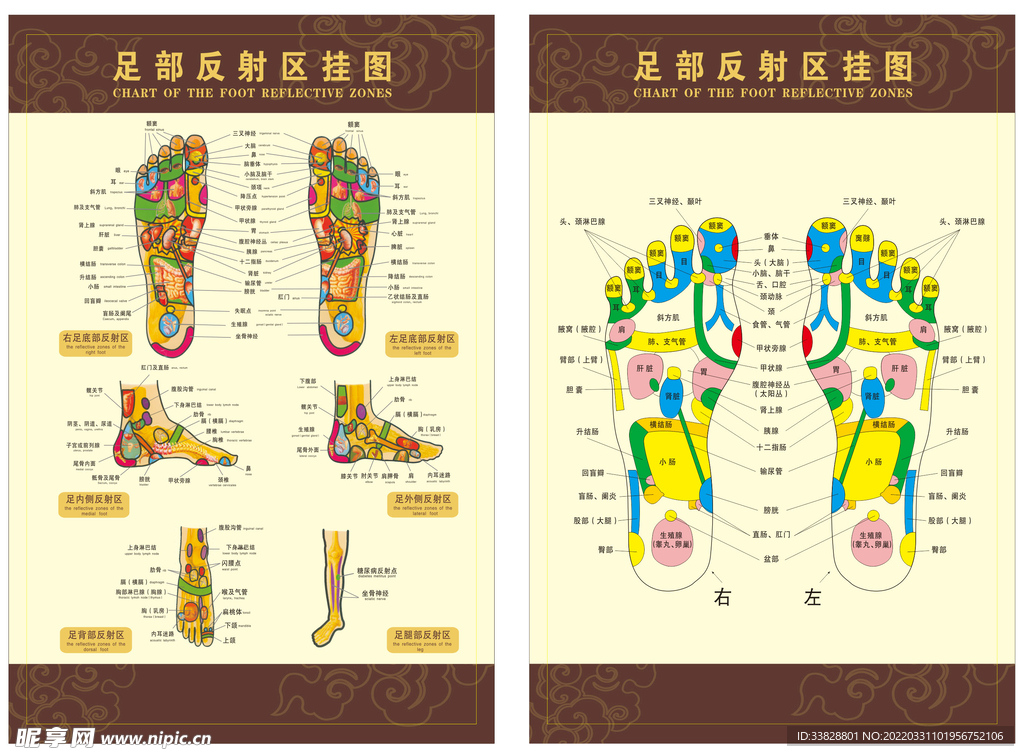 足部反射区挂图