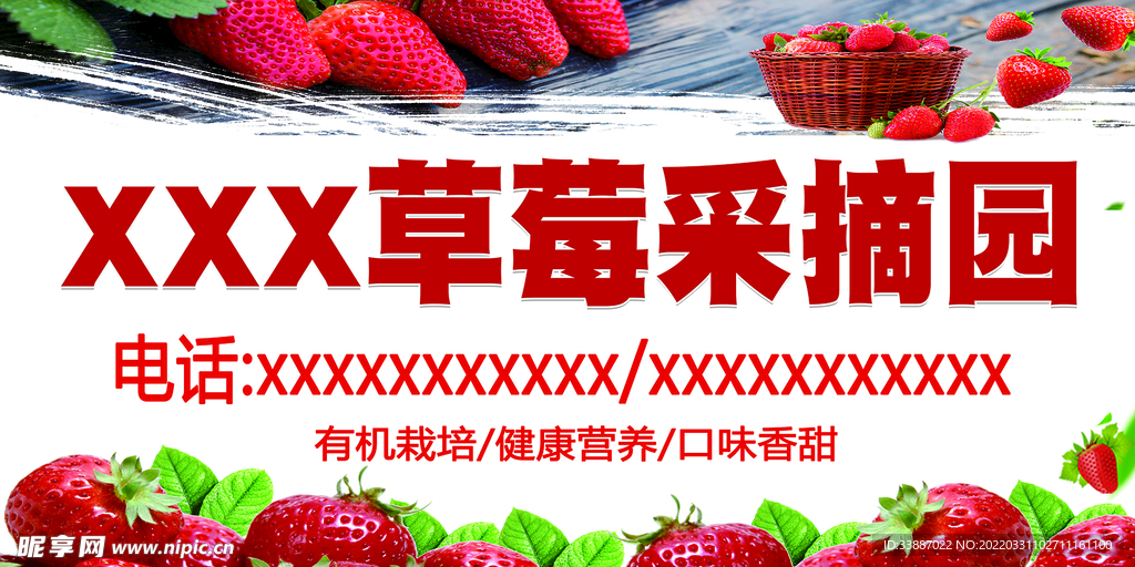 草莓采摘背景