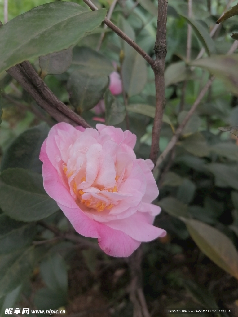 茶花