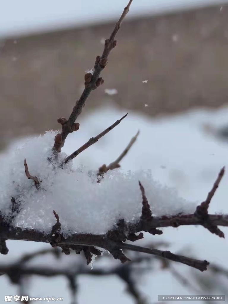 尾冬之雪