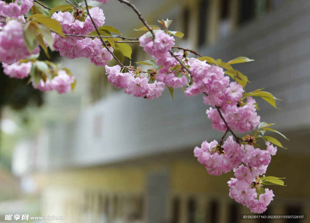 樱花