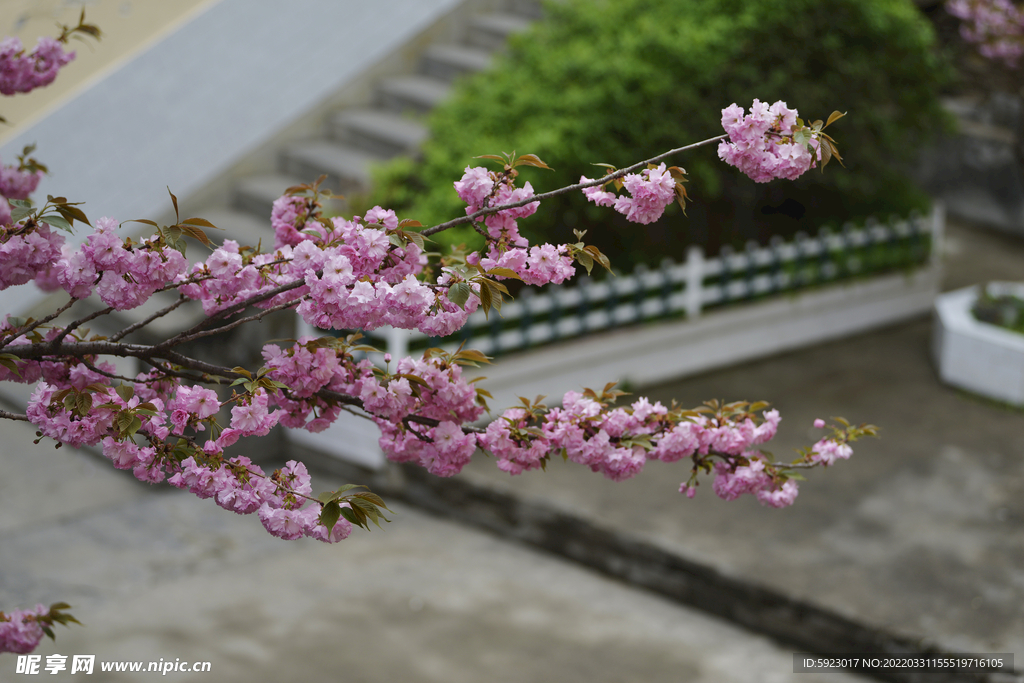 樱花