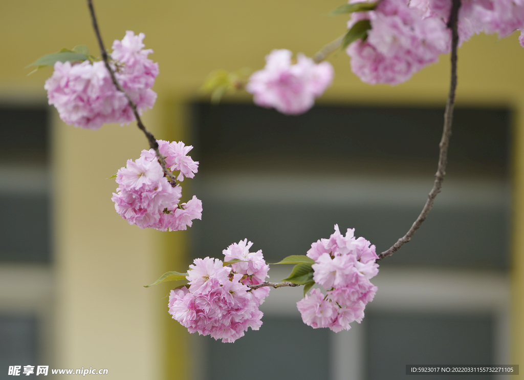 樱花