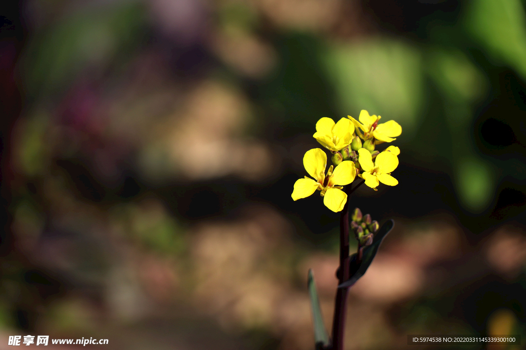 小油菜花