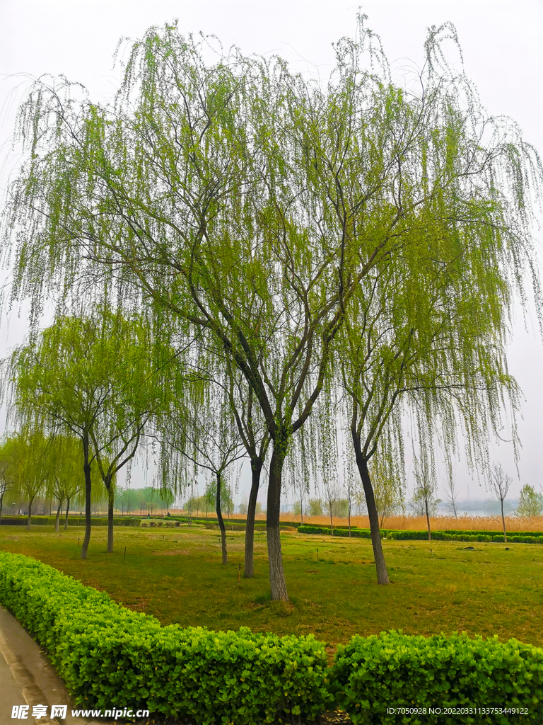 柳树发芽