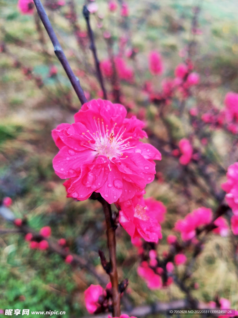 桃花