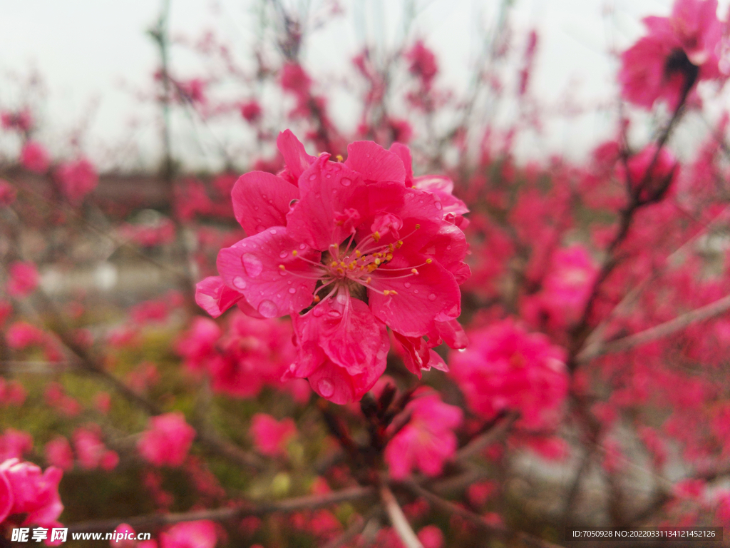 桃花