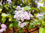 紫丁香花