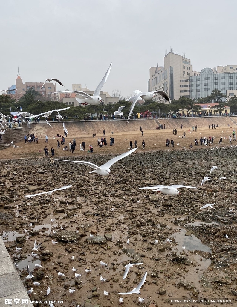 海鸥