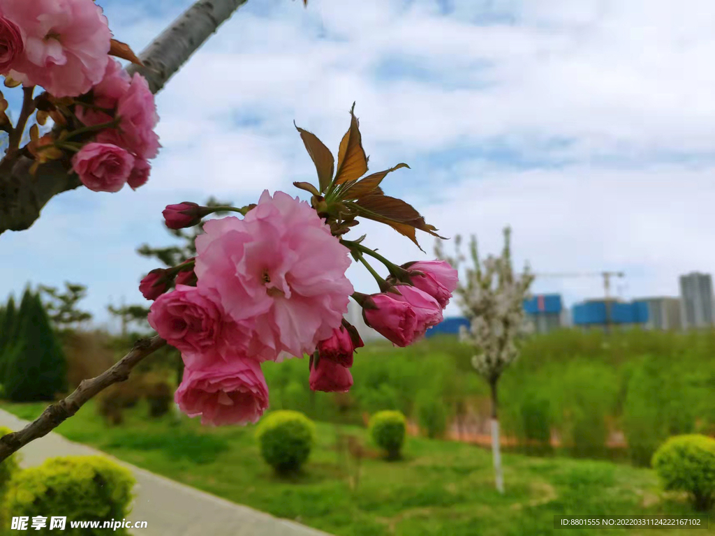 花 天空  小路  野外