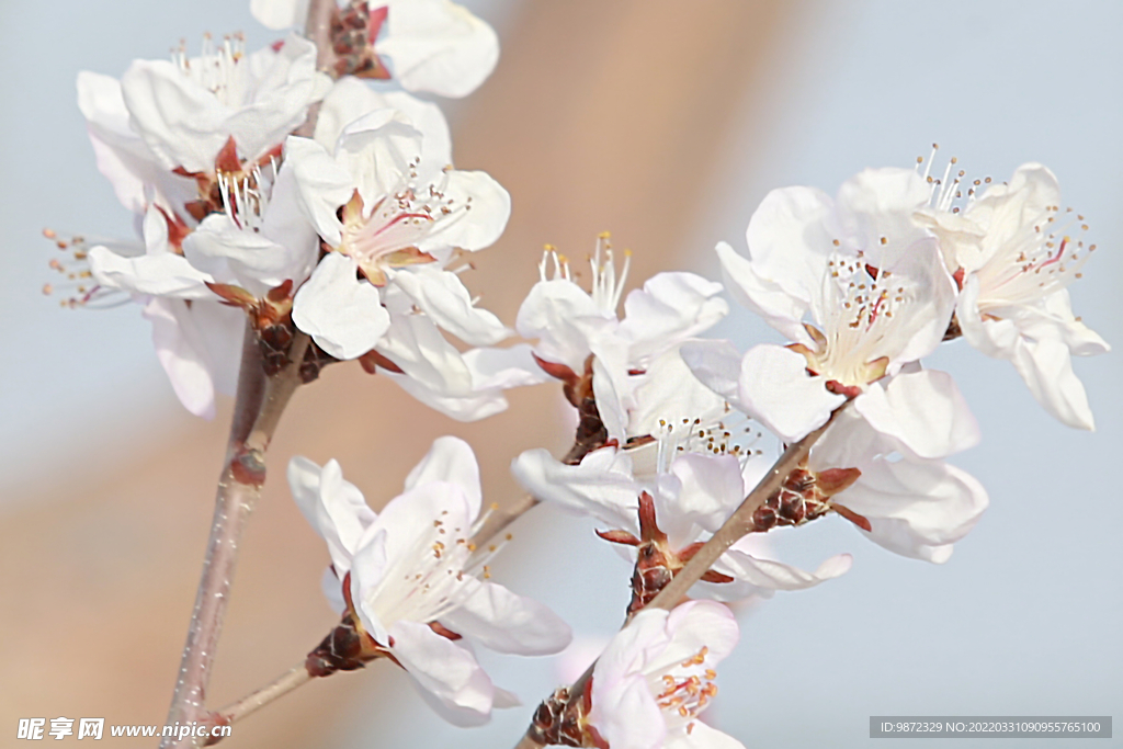 山桃花