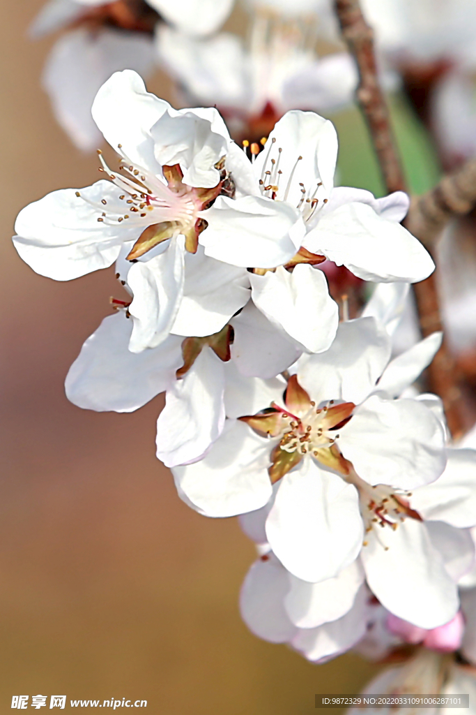 山桃花