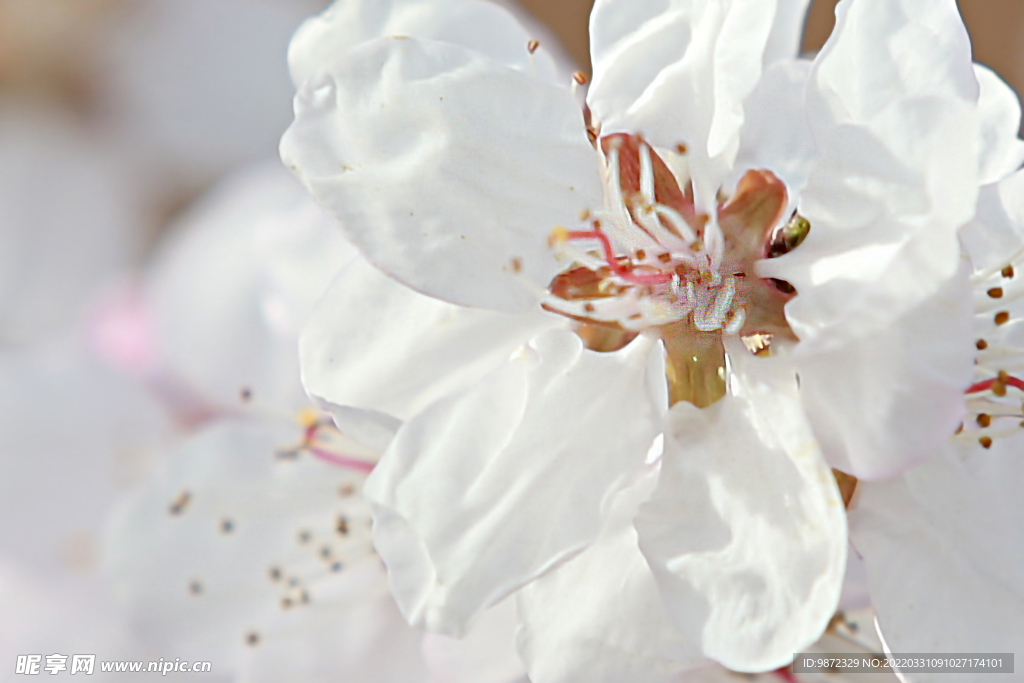 山桃花