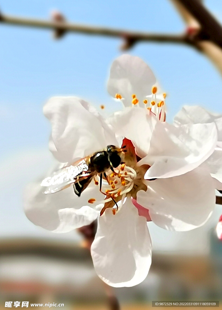 山桃花