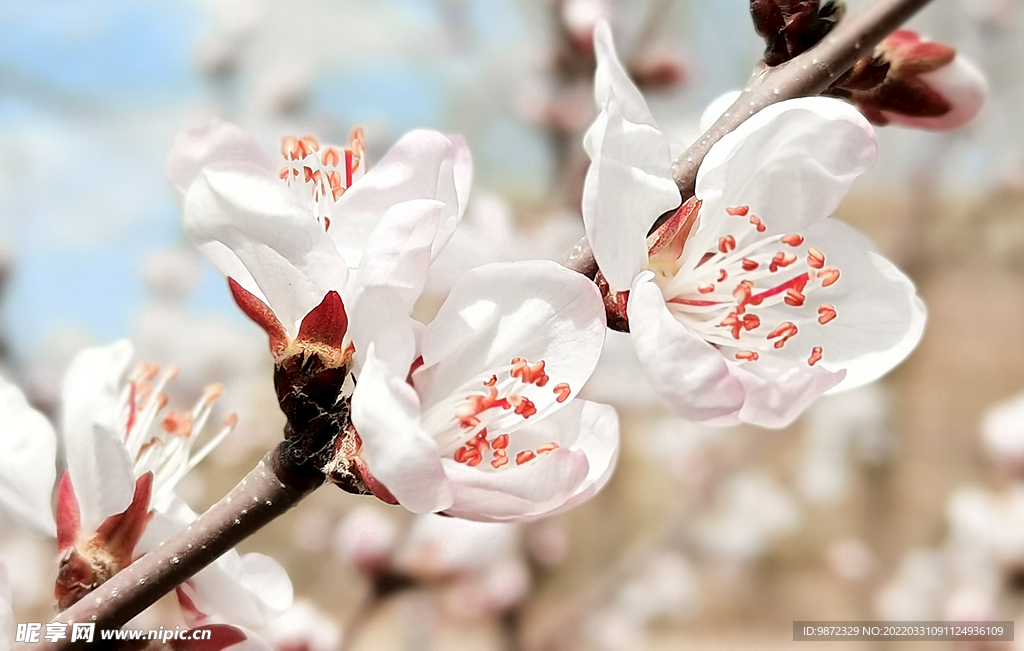 山桃花