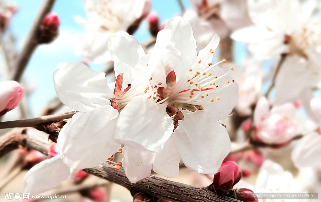 山桃花