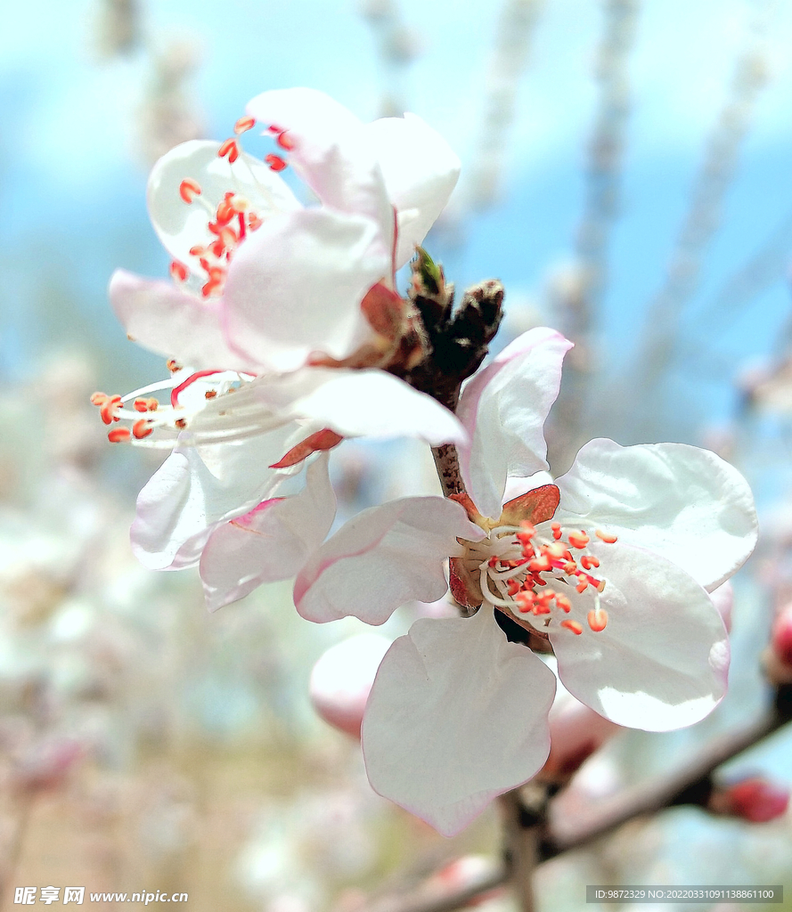 山桃花