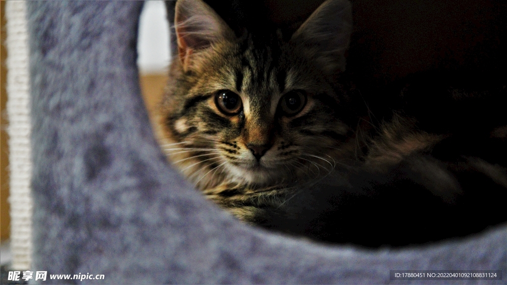 猫