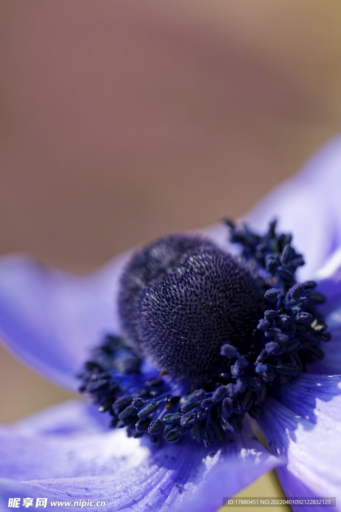 银莲花