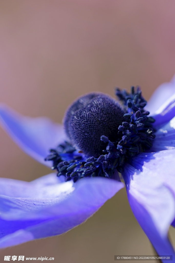 银莲花