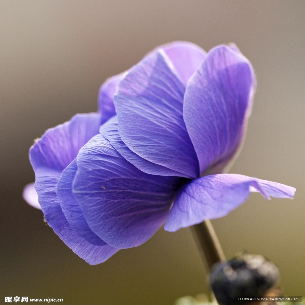 银莲花