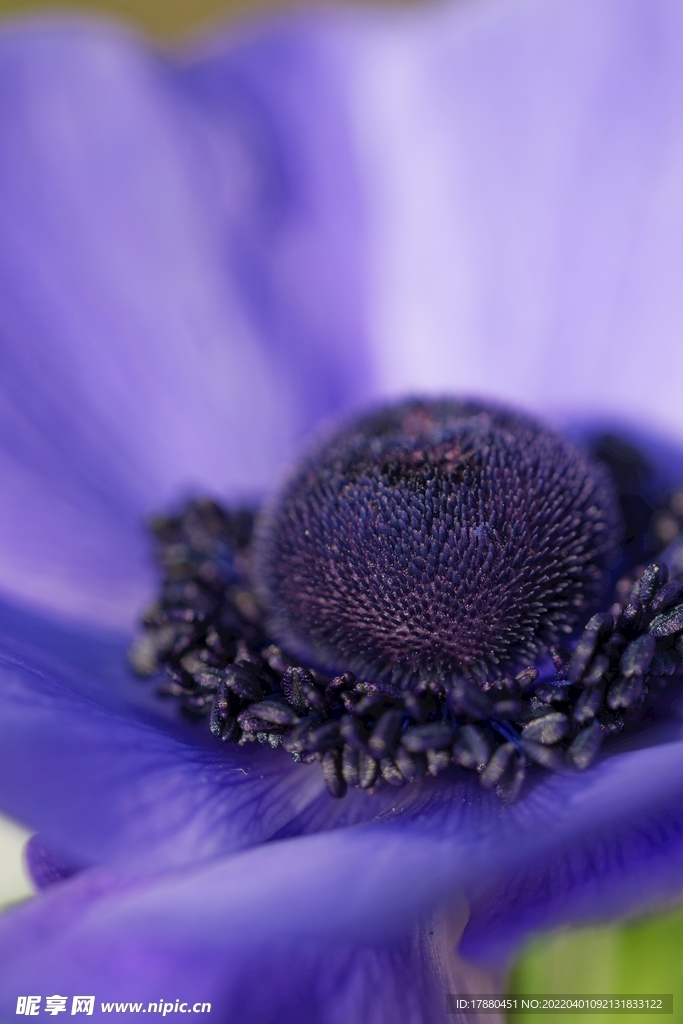 银莲花