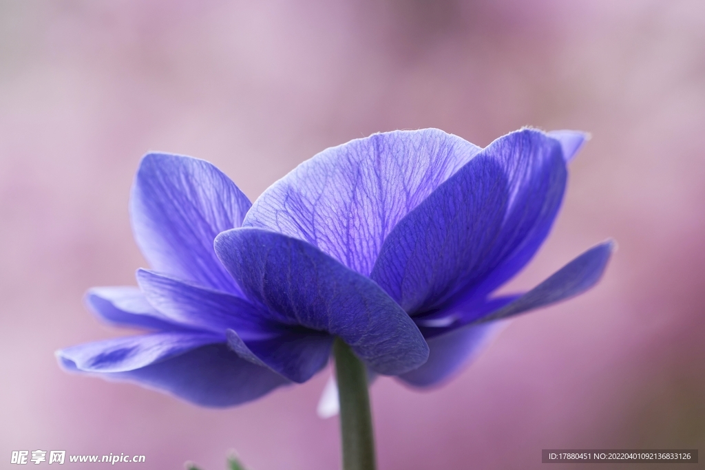 银莲花