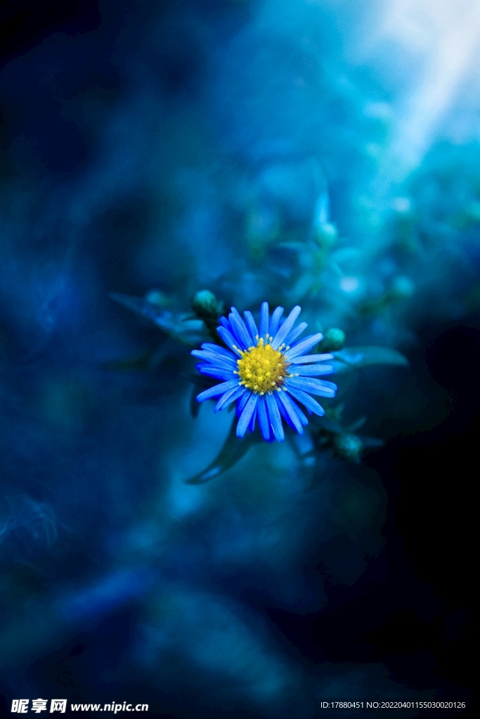 翠菊