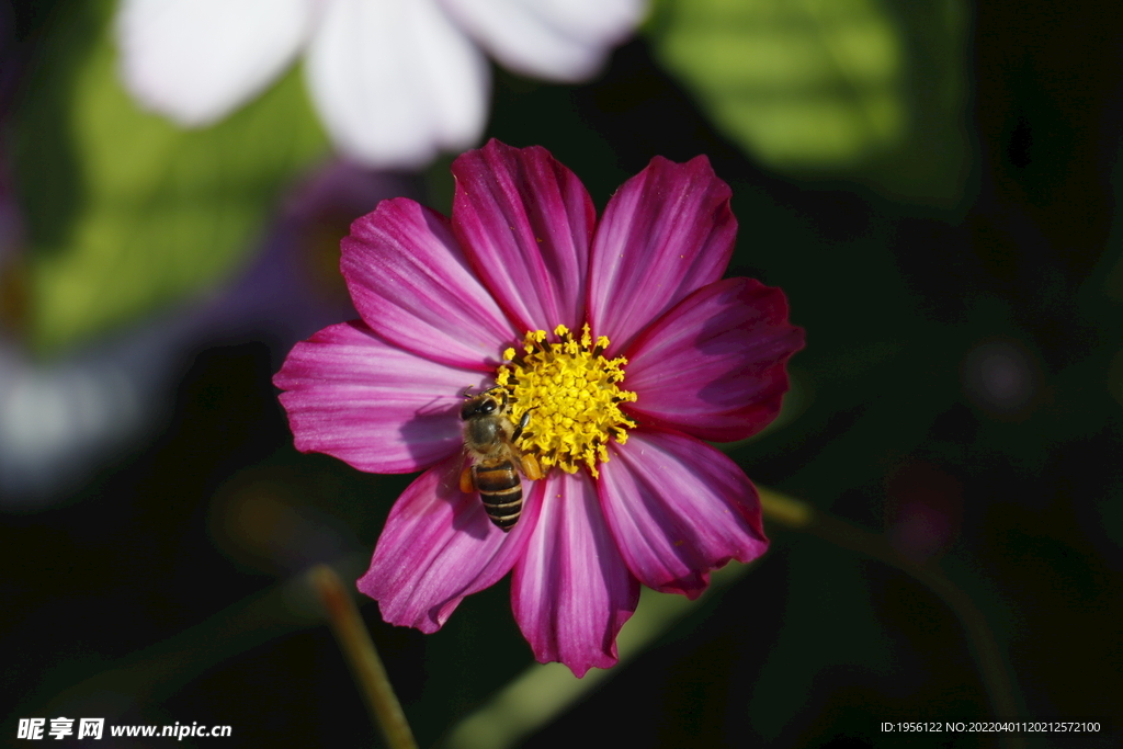 格桑花和蜜蜂